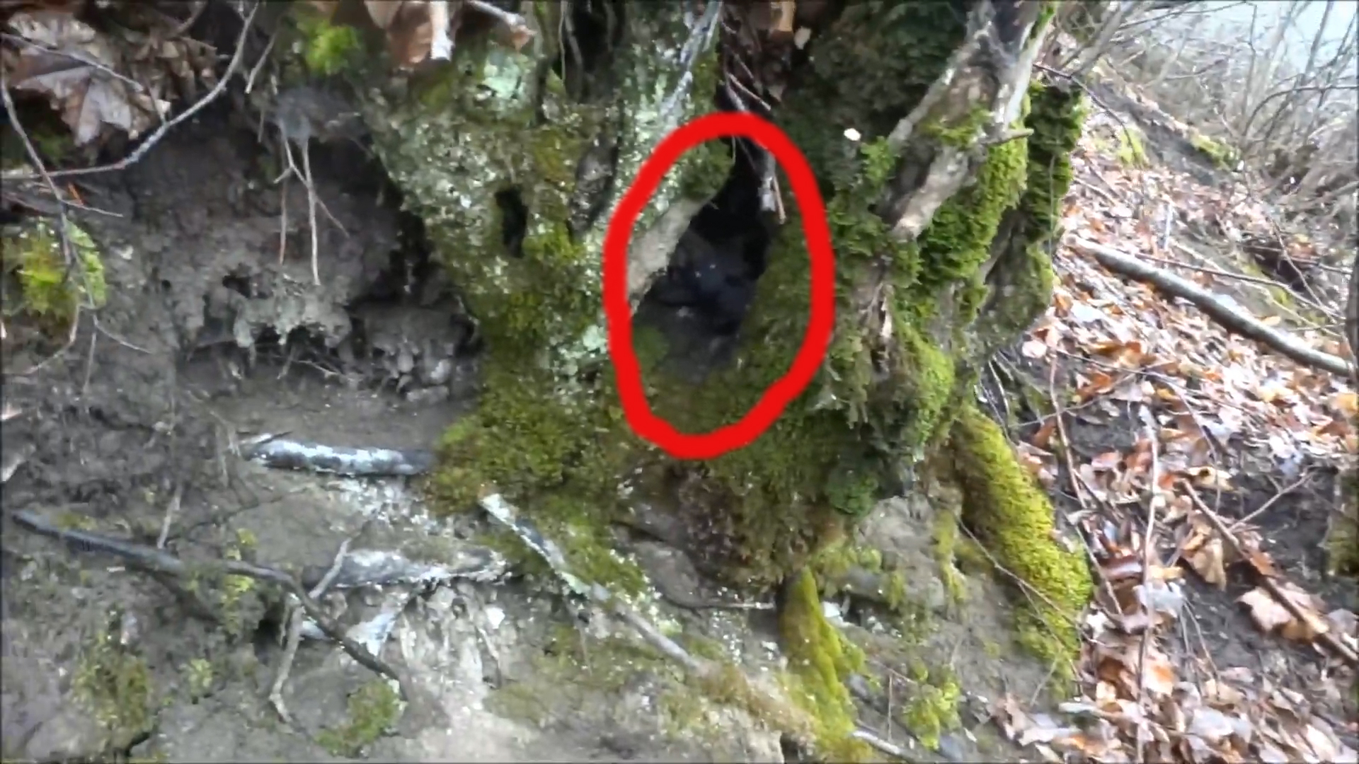 Странное существо гоблин снято на камеру в лесу россии