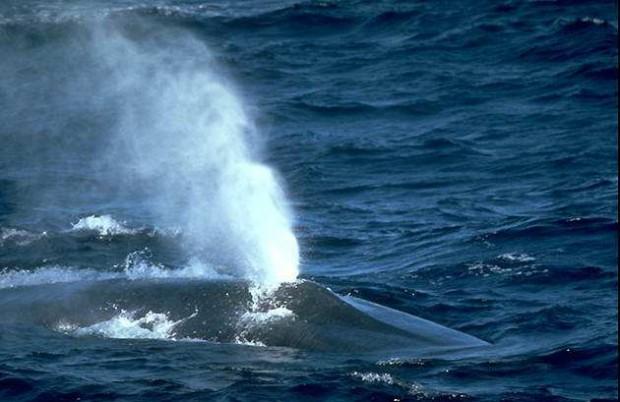 Почему у кита бьет фонтан