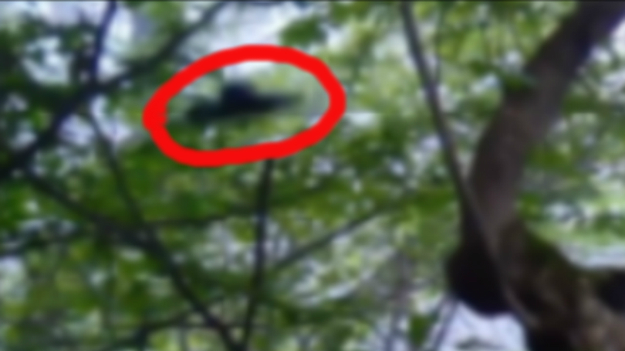 НЛО Снято на камеру в лесу России 10 мая 2019 г