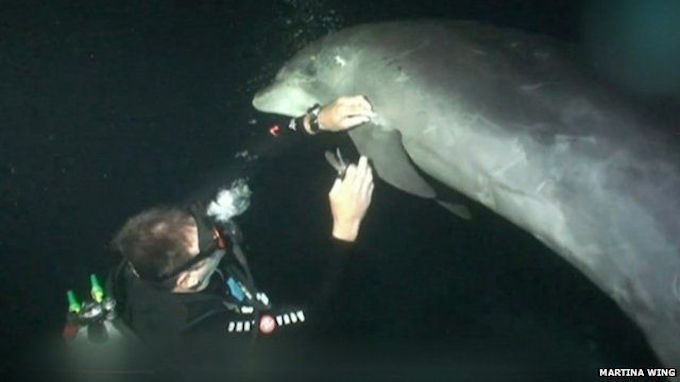 Дайверы спасли дельфина, просящего о помощи