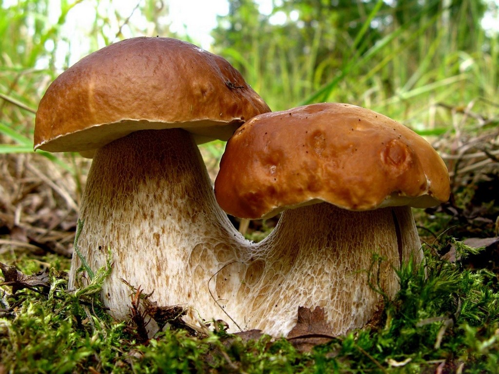О чем грибы думают