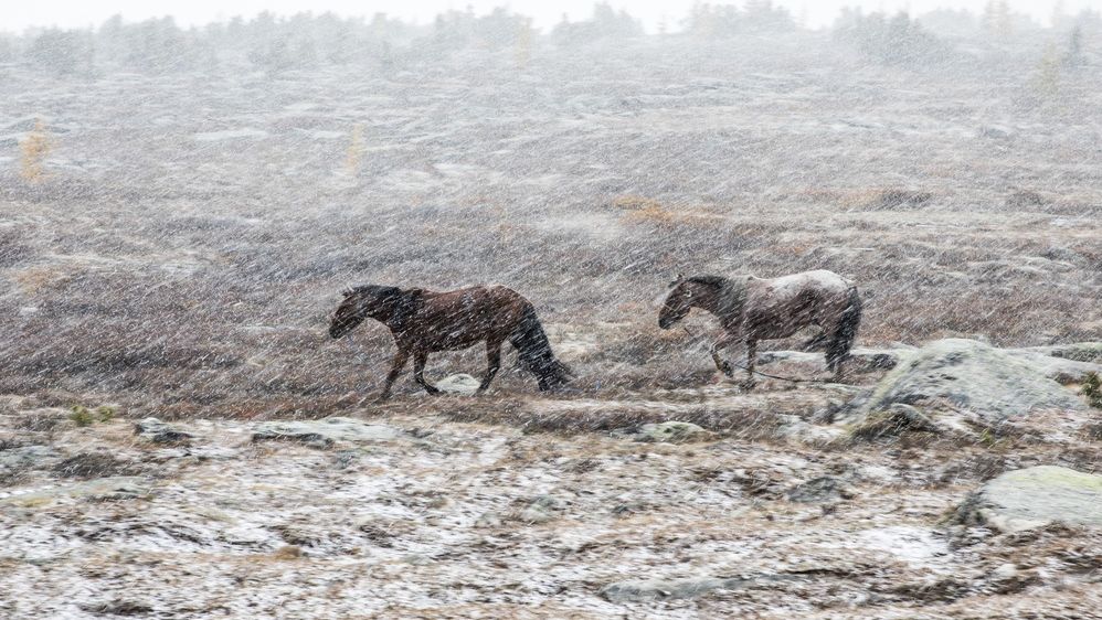 Из-за снежной бури в Монголии погибли 6 человек
