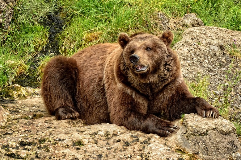 На Камчатке умный и нахальный медведь украл у охотников холодильник с едой
