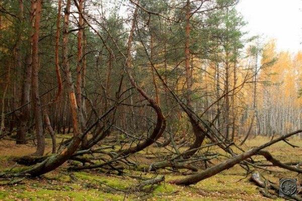 "Пьяный" лес в Рязанской области: Кто согнул деревья?