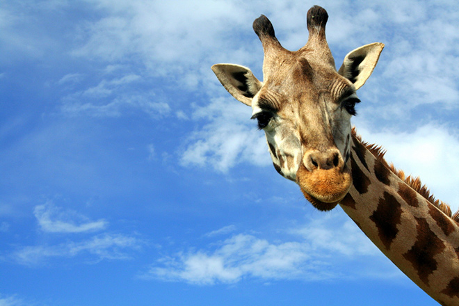Как жирафы обрели длинную шею?