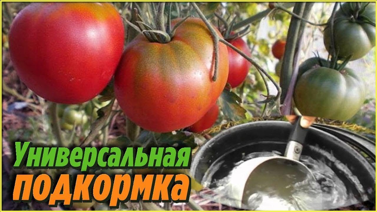 Полейте этой подкормкой томаты и получите небывалый урожай даже в неурожайные годы