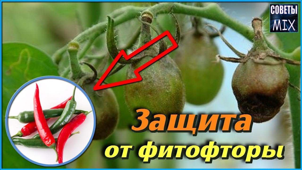 Как избавиться от фитофторы на помидорах очень простым способом. Обработка томатов