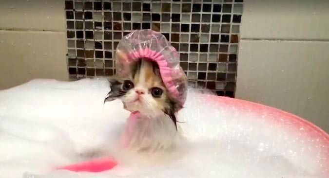 Видео с котиком, который принимает ванну — и говорит по-русски.