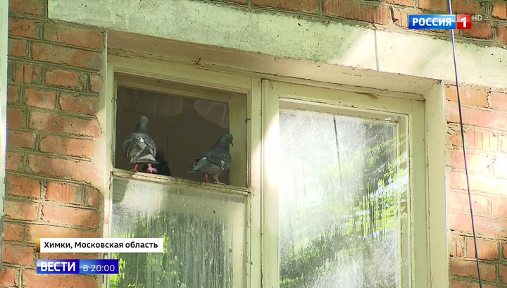 В Химках голуби терроризируют жильцов дома