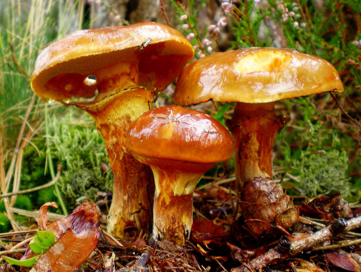 Какие грибы растут в июне