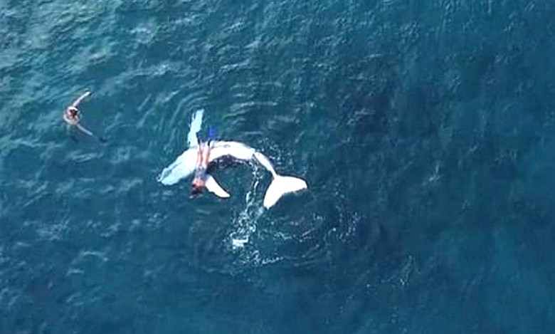 Самка горбатого кита не была против того, чтобы ее любопытный детёныш поиграл с дайверами