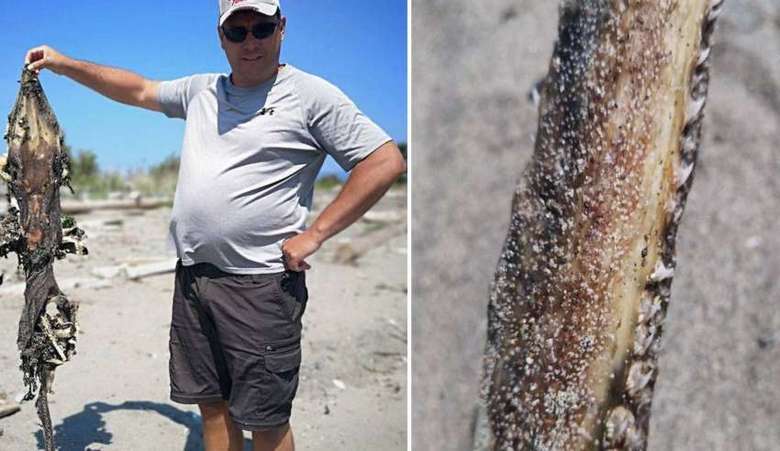 Останки загадочного существа обнаружены на пляже в Британской Колумбии