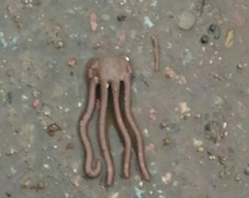 После сильного дождя в Великом Новгороде на улицах обнаружили странных существ