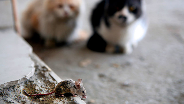"Зомби-паразит" кошек может вызывать рак и болезни мозга у человека