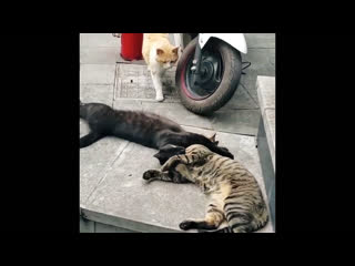 Кот застукал кошку с любовником (видео)