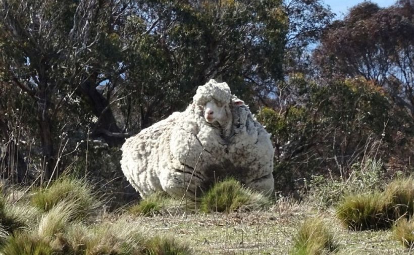 Чудеса метаморфоз: как спустя 5 лет выглядит овца, отбившаяся от стада