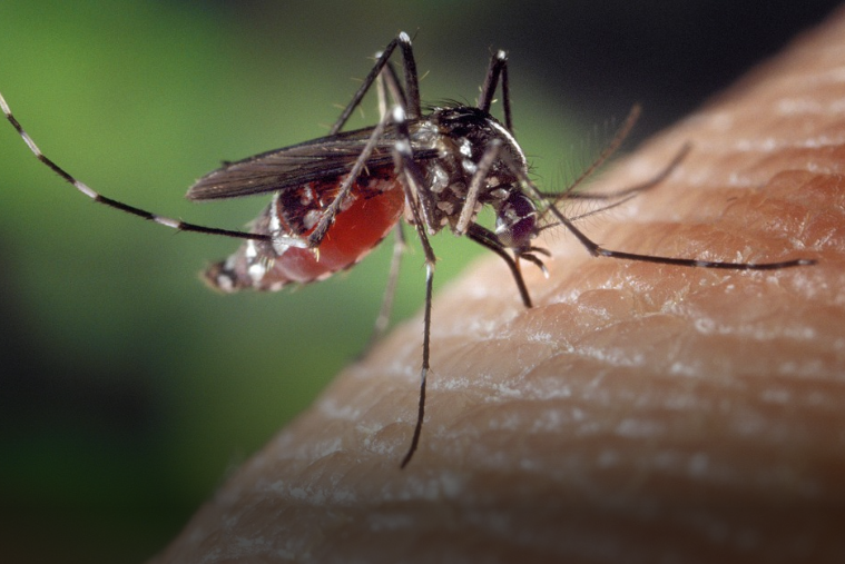 Ученые выяснили, как комары выбирают «жертв» для укуса