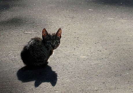 В Магнитогорске водитель трамвая вытащила с рельсов хромающего котенка.