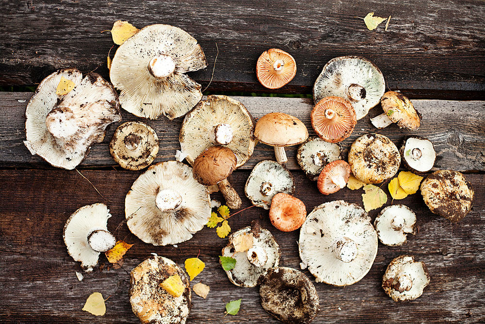Верно ли, что луковица в отваре чернеет в присутствии ядовитых грибов?