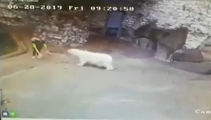 В Московском зоопарке сотрудница остановила белого медведя веником и совком. Видео