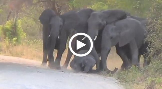 Слоны-родители попытались спасти своего сбитого насмерть малыша (ВИДЕО)