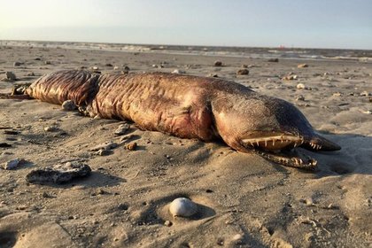 На техасском пляже после «Харви» обнаружили загадочное зубастое существо