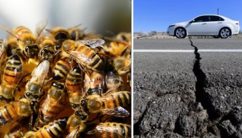 Пчелы предупреждают калифорнийцев о катастрофе.
