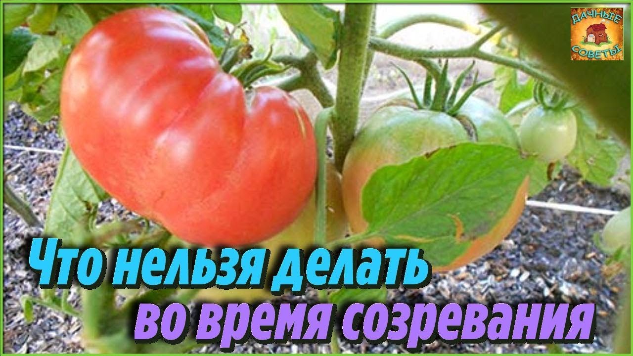 Что нельзя делать во время созревания помидоров. Ошибки при выращивании томатов