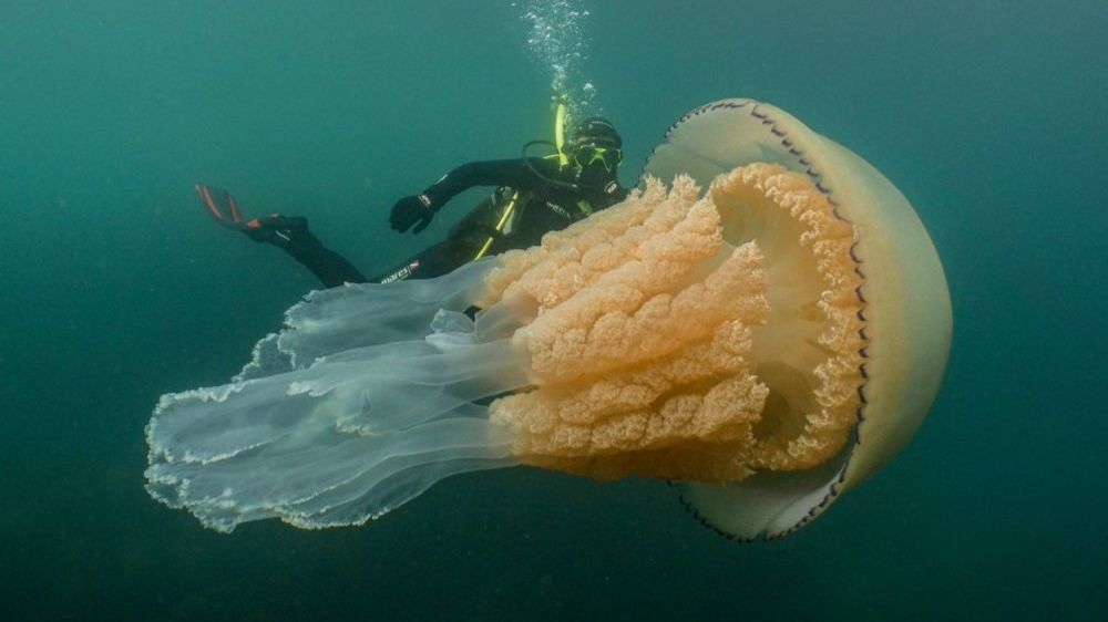 Медуза размером с человека: дайверы наткнулись на гигантское морское существо
