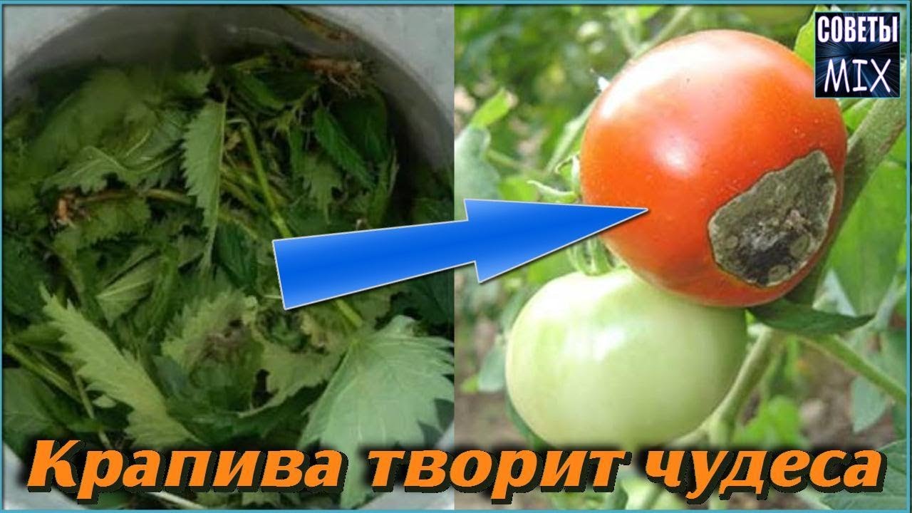Как крапива творит чудеса на огороде. Эффективное удобрение и борьба с фитофторой на томатах