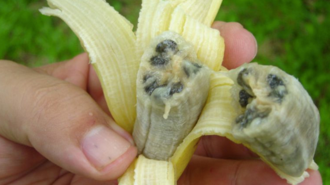 Опасная эпидемия бананов добралась до Южной Америки