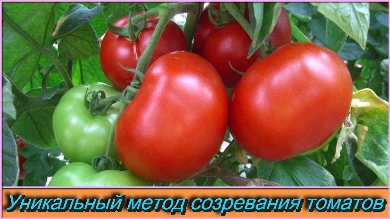 Уникальный метод для ускорения созревания помидор «ПЬЯНЫЕ» томаты созревают через 12 дней
