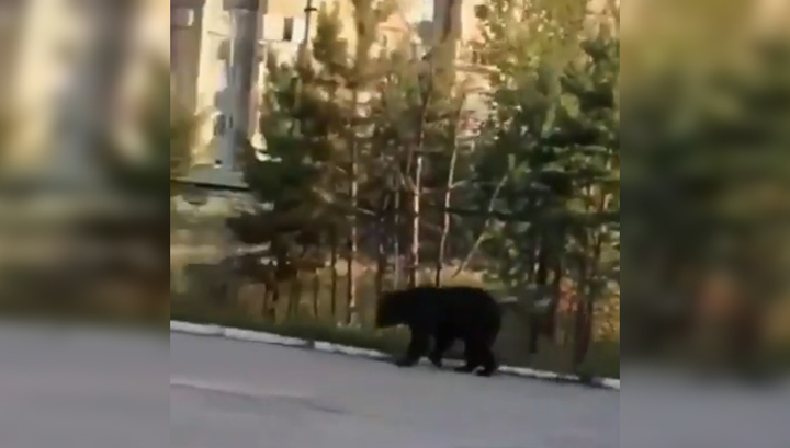 медведь!: моцион лесного хищника в бурятском поселке попал на видео