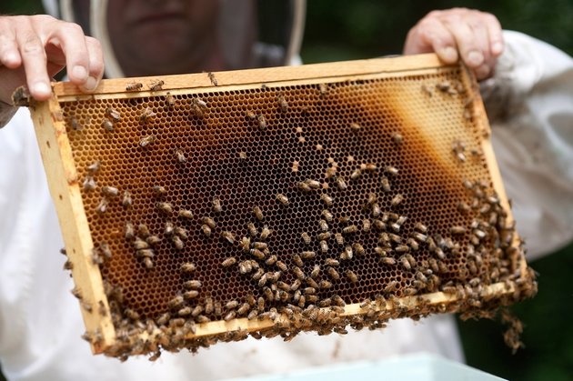 Массовая гибель пчел распространилась по Сибири