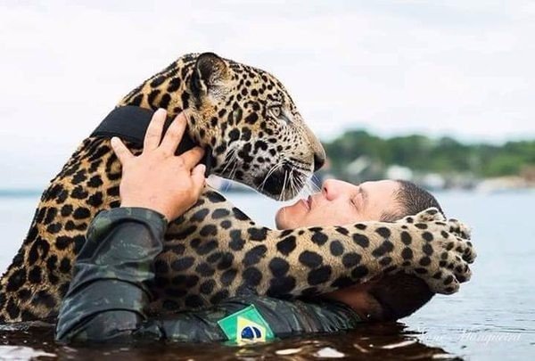 Они спасли его голыми руками! Утопающий ягуар обнял людей, как простой домашний кот…