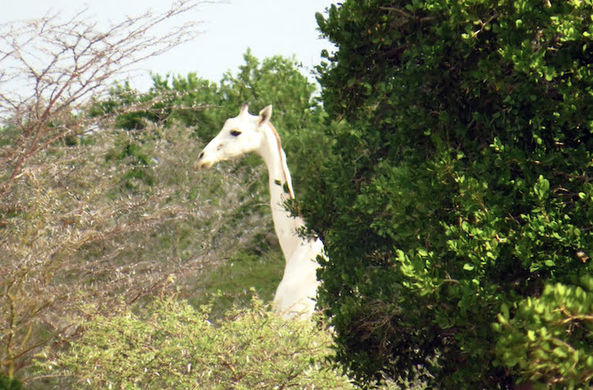 Белоснежных жирафов заметили в Кении