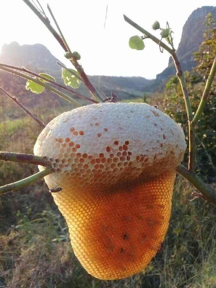 Наивкуснейший дикий мёд