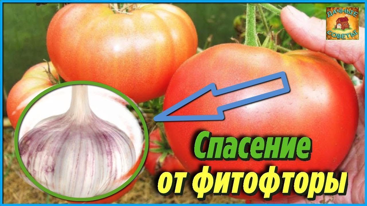 Фитофтора на помидорах. Обработайте чесночным раствором томаты и фитофтороза не будет. Дачные советы