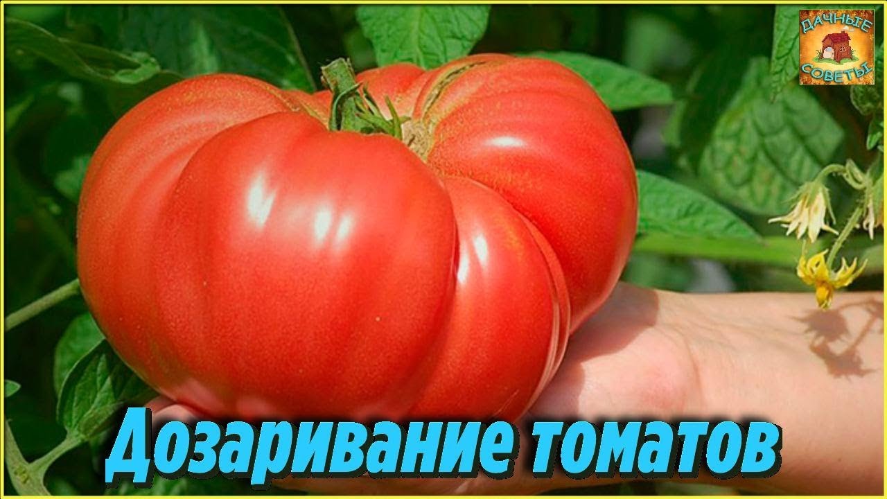 Дозаривание и хранение томатов. Что делать, если помидоры не успели созреть. Дачные хитрости