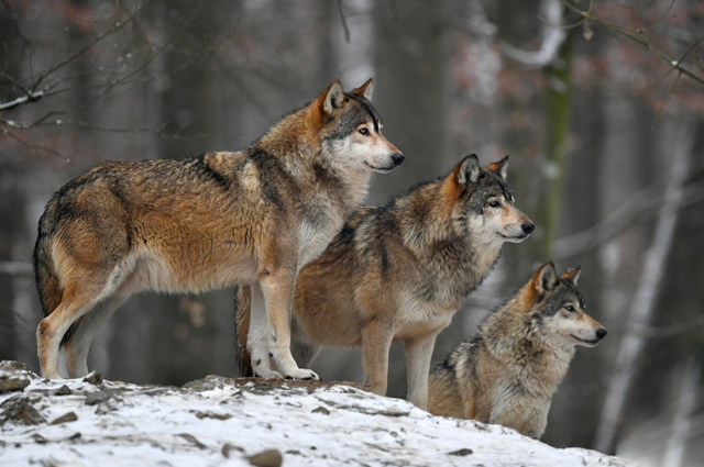 Австрийские ученые признали волков заботливее собак