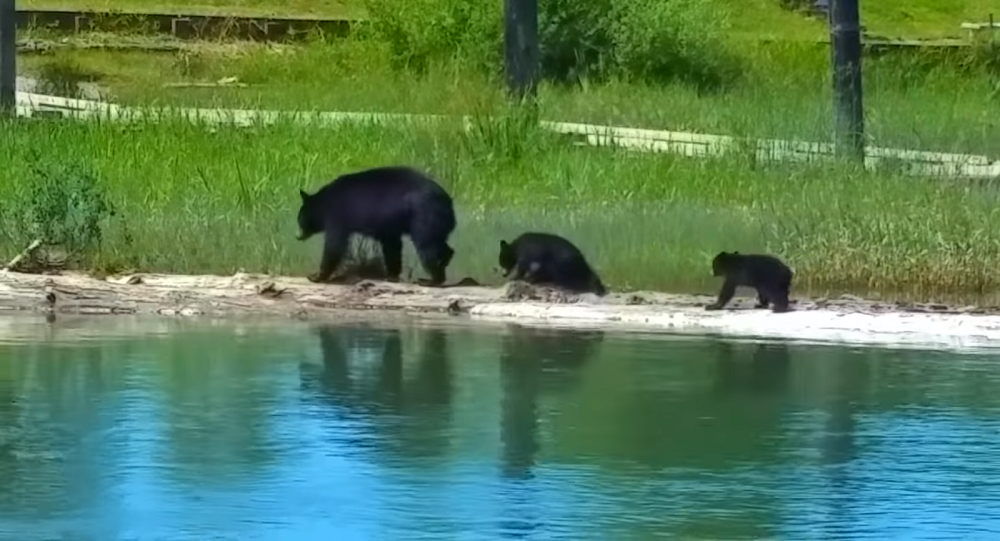 Волнующий переход медведицы с детенышами через глубокое озеро попал на видео