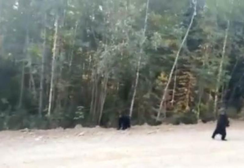 Медведи в России спасаются от пожаров и выходят к людям