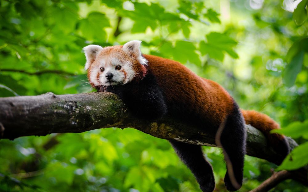 Красная панда - огненная лиса