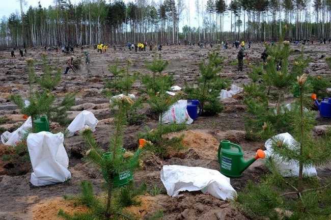 В России началось стихийное движение по возрождению сгоревшего леса