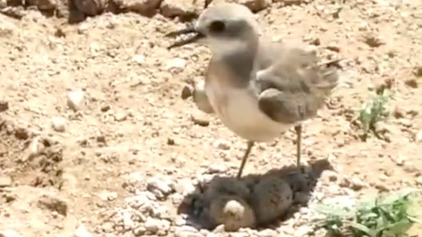 Видео: Птица пытается остановить трактор, приближающийся к ее кладке яиц