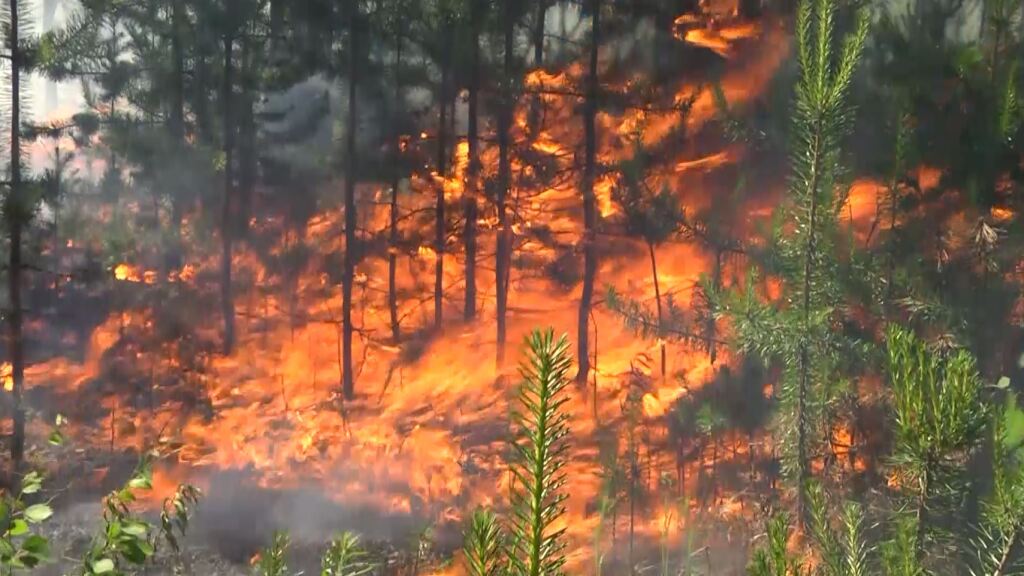 Кто спасёт сибирские леса от пожара? // А поговорить?..