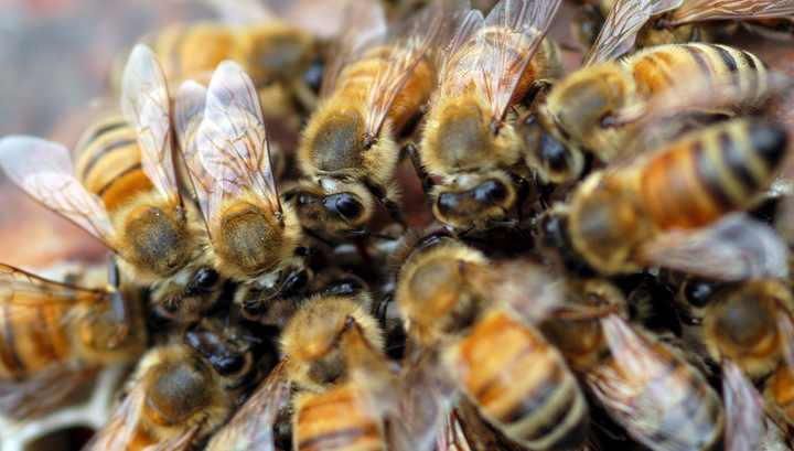 Мед отравленных пчел может быть заражен и опасен для людей
