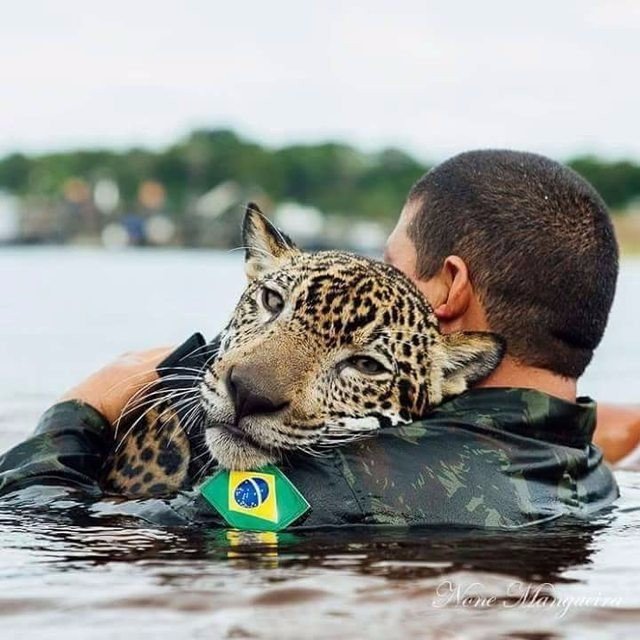 Они нашли его еле живым! Спасенный от наводнения ягуар обнимает людей, как домашний кот