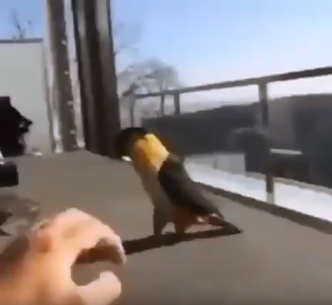 Давай, асса: попугай здорово танцует лезгинку, смешное видео отплясывающей птицы