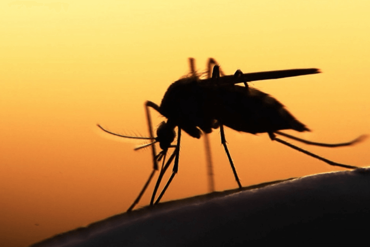 Как комары изменили мир?